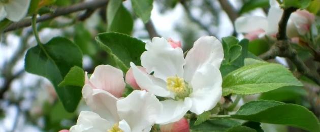Яблоня из бисера: плетение дерева с сочными плодами (видео). Яблоневый цвет из бисера Яблочное дерево из бисера