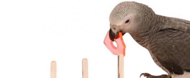 Интересные, забавные игрушки для попугаев волнистых. Делаем игрушки своими руками